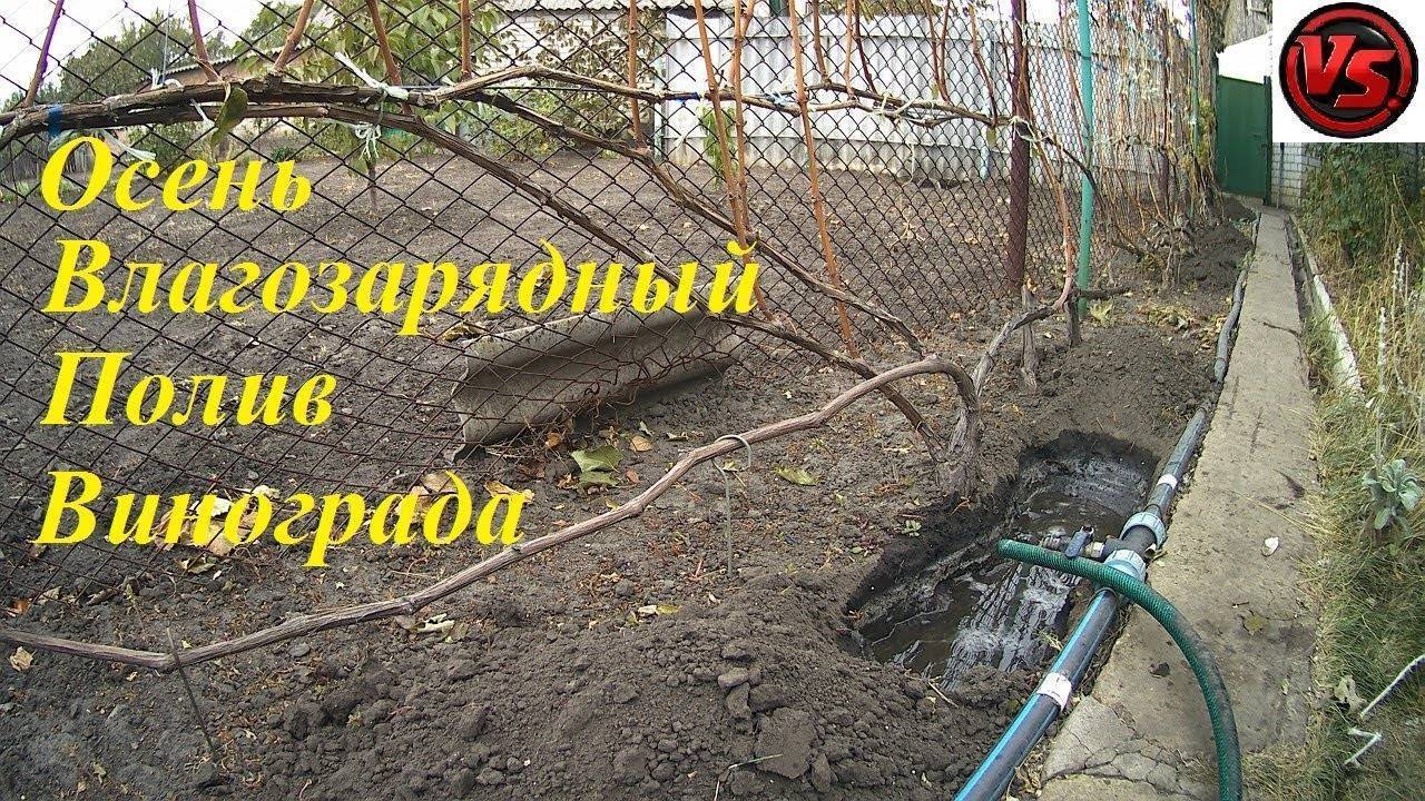 Поливать ли виноград