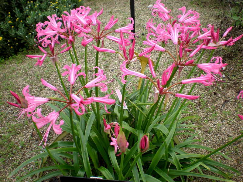 Нерине (Nerine) – уход, фото, виды