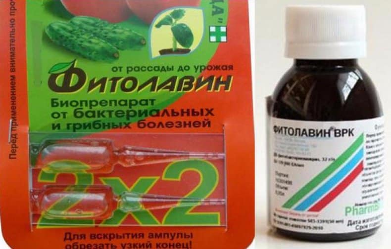 Бурая пятнистость: лечение и профилактика, меры борьбы