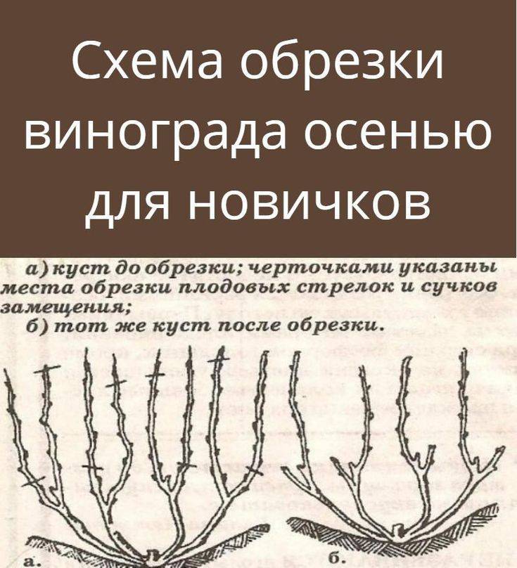 Обрезка винограда весной, летом, осенью для начинающих с фото и видео