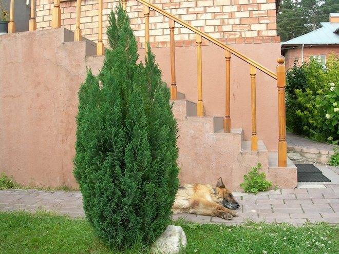 Кипарис комнатный: выращивание, виды и сорта