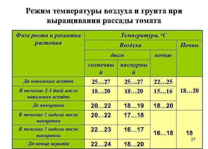 Как высаживать в грунт рассаду томатов с открытой и закрытой корневой системой