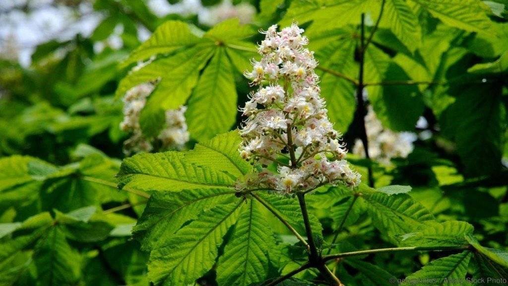 Как выращивать каштан? Как правильно прорастить каштан дома из ореха? Где посадить каштан на участке