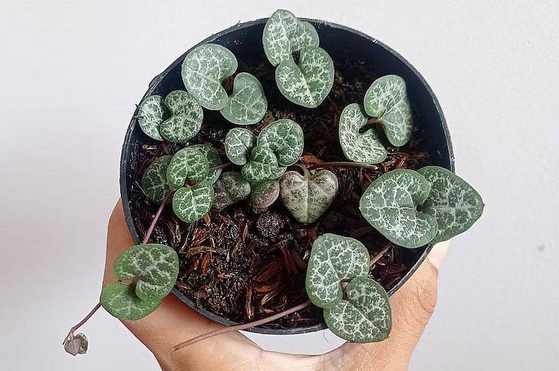 Суккулент церопегия (ceropegia): описание рода, как вырастить, виды
