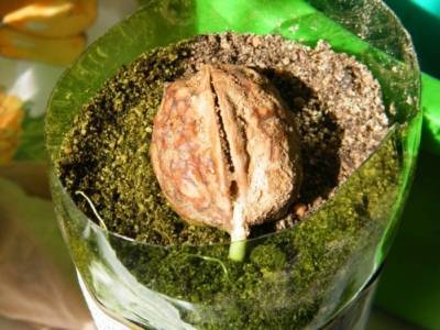 Как вырастить грецкий орех из орешка – можно ли обойтись без стратификации?