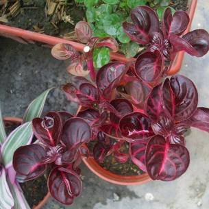 Нерине (Nerine) – уход, фото, виды