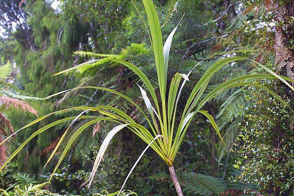Кордилина (Cordyline) – уход, фото, виды
