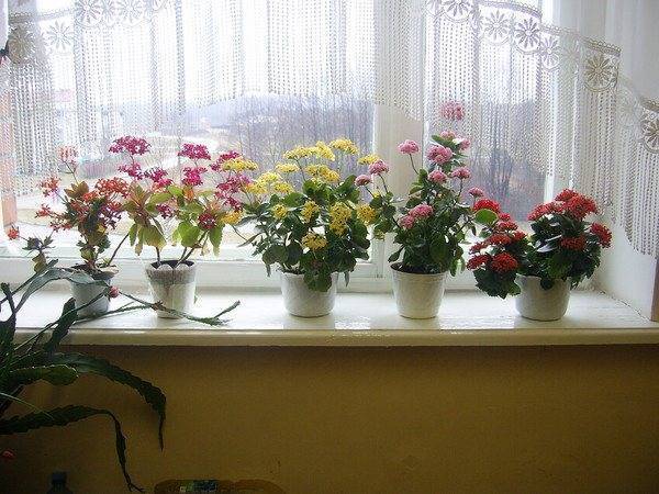 Каланхоэ: уход в домашних условиях, обрезка и пересадка