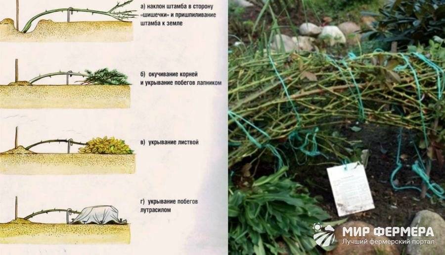 Правила выращивания плетистых роз — особенности посадки и ухода