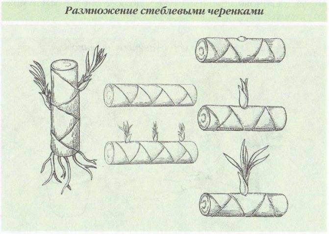 Драцена — уход в домашних условиях, размножение, фото