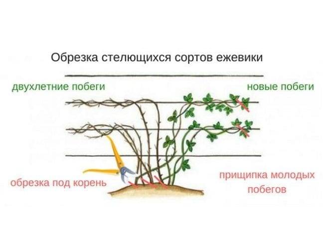 Что нужно знать об осенней обрезке ежевики – пара дельных советов