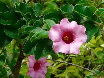 Алламанда (Allamanda) – уход, фото, виды