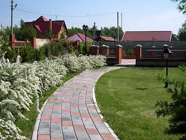 Спирея: виды и сорта, фото и описание, посадка и уход