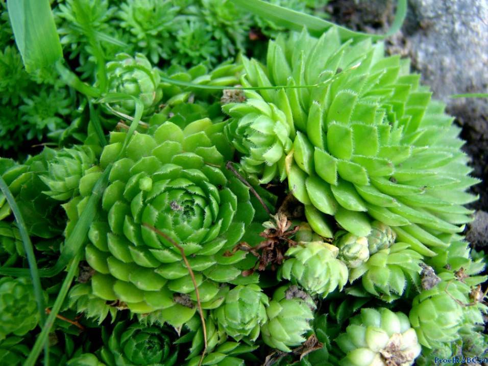 Молодило — суккулент с лечебными свойствами