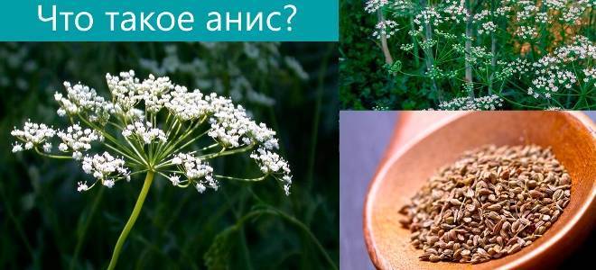 Анис: фото растения, описание и применение