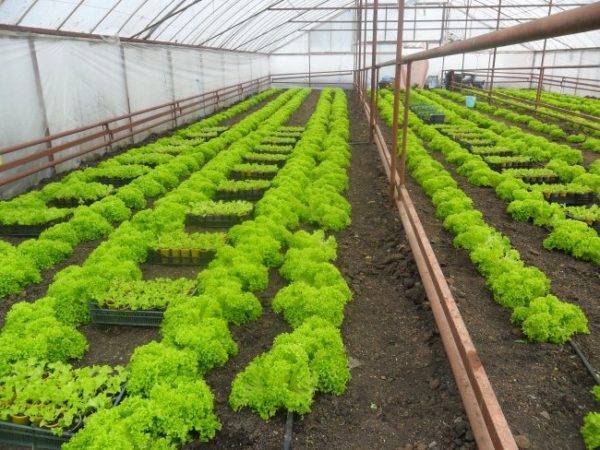 Выращивание салата в теплице – нужно ли удобрять и поливать?