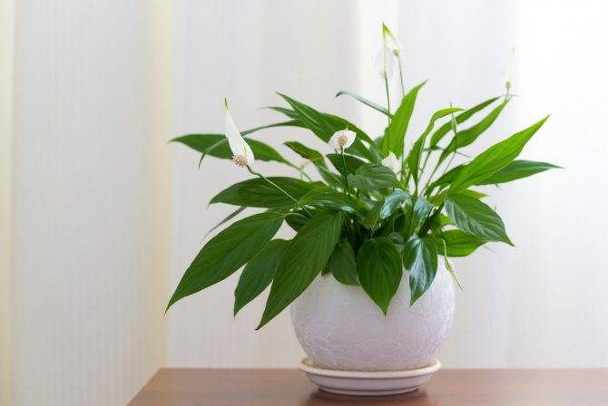 48 ядовитых комнатных растений, которые могут убить