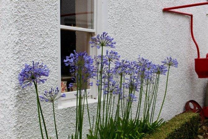 Агапантус (Agapanthus) – уход, фото, виды