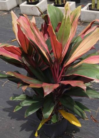 Кордилина (Cordyline) – уход, фото, виды