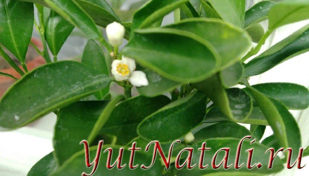 Каламондин или Цитрофортунелла: что это и тонкости ухода