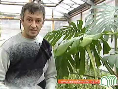 Монстера (Monstera) – уход, фото, виды