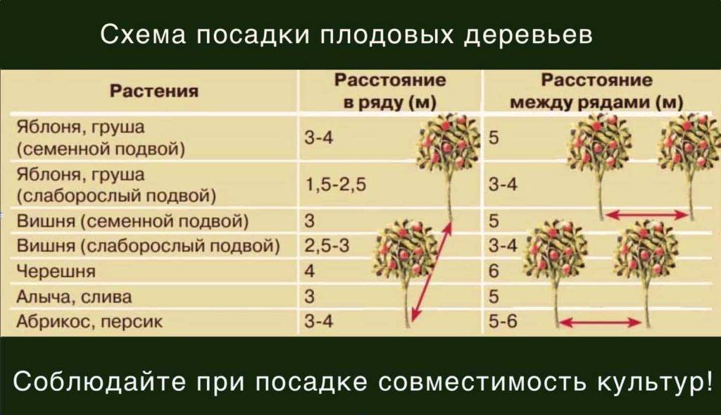 Орхидея: уход в домашних условиях после покупки и после цветения | цветок в доме