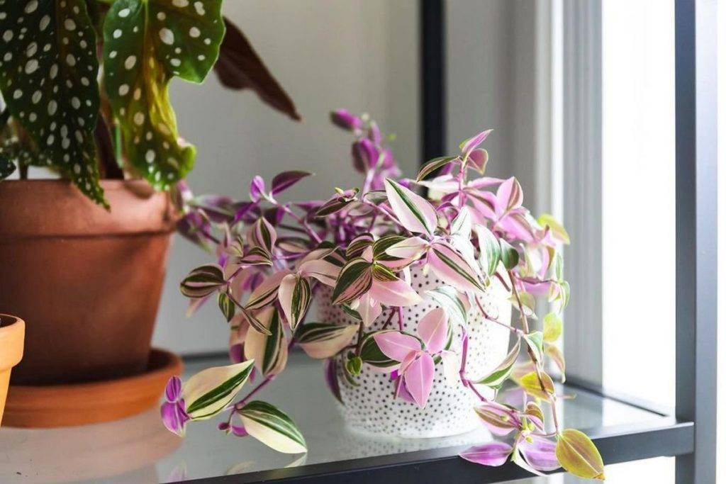 Традесканция — уход в домашних условиях, размножение, фото видов