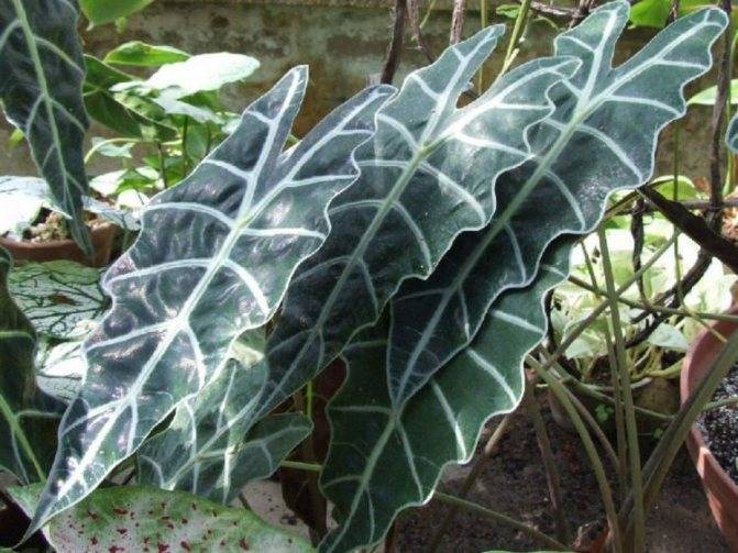 Алоказия (Alocasia) – уход, фото, виды
