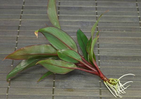 Кордилина (Cordyline) – уход, фото, виды