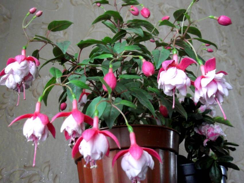 Фуксия (Fuchsia) – уход, фото, виды