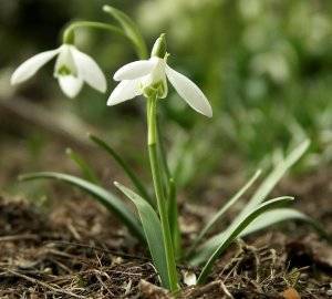 Подснежники: фото, описание, виды, когда распускаются