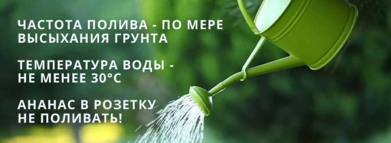 Как вырастить ананас из верхушки в домашних условиях: пошаговая инструкция