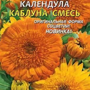 Календула: как выглядит, где растет, описание