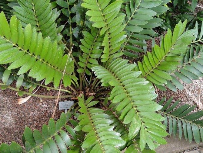 Замия (Zamia) – уход, фото, виды