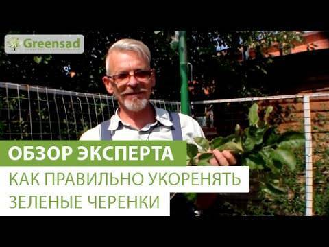 Размножение черенками