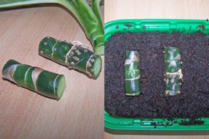 Как вырастить диффенбахию в домашних условиях?