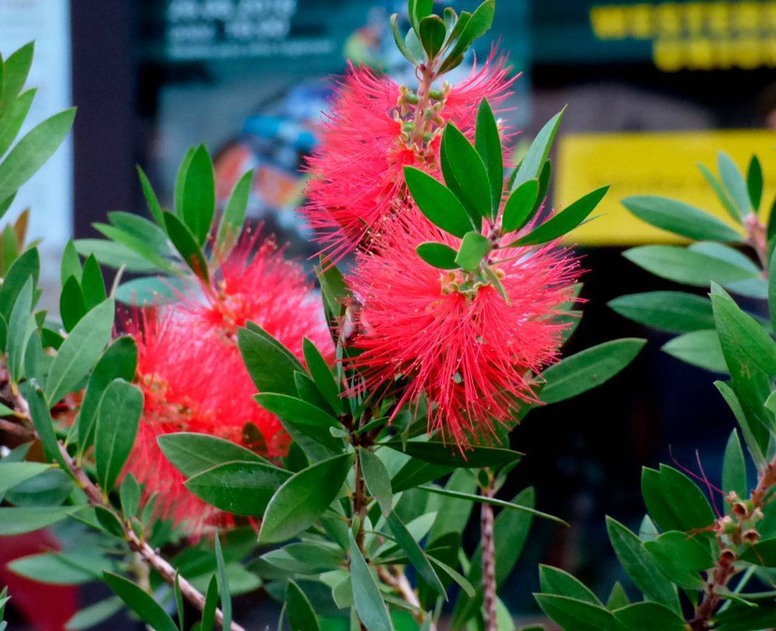 Каллистемон — выращивание и уход в домашних условиях, фото видов