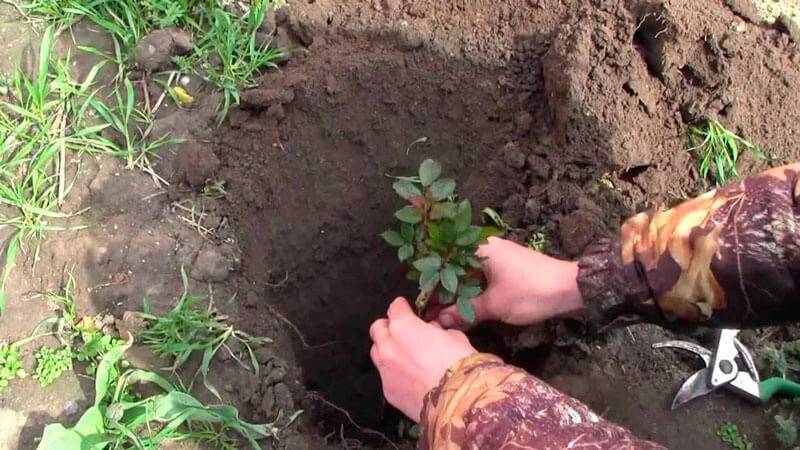 Роза Кимоно: описание, особенности ухода и выращивания, фото