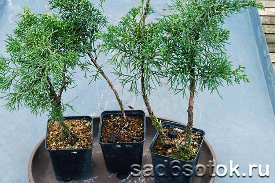 Зимнее черенкование можжевельника – ещё более эффективный способ