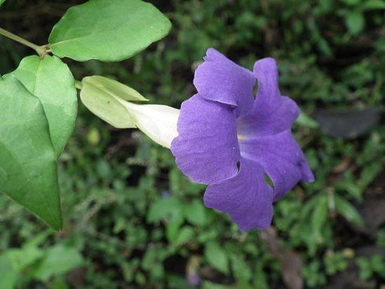 Алламанда (Allamanda) – уход, фото, виды