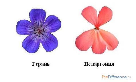 Чем герань отличается от пеларгонии: описание, особенности выращивания и полива, фото
