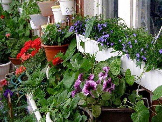Какие можно посадить цветы на балконе: список названий, описание и фото