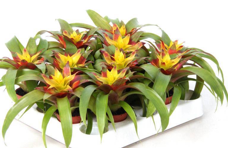 Гузмания или гусмания (guzmania). уход, размножение, полив. | floplants. о комнатных растениях