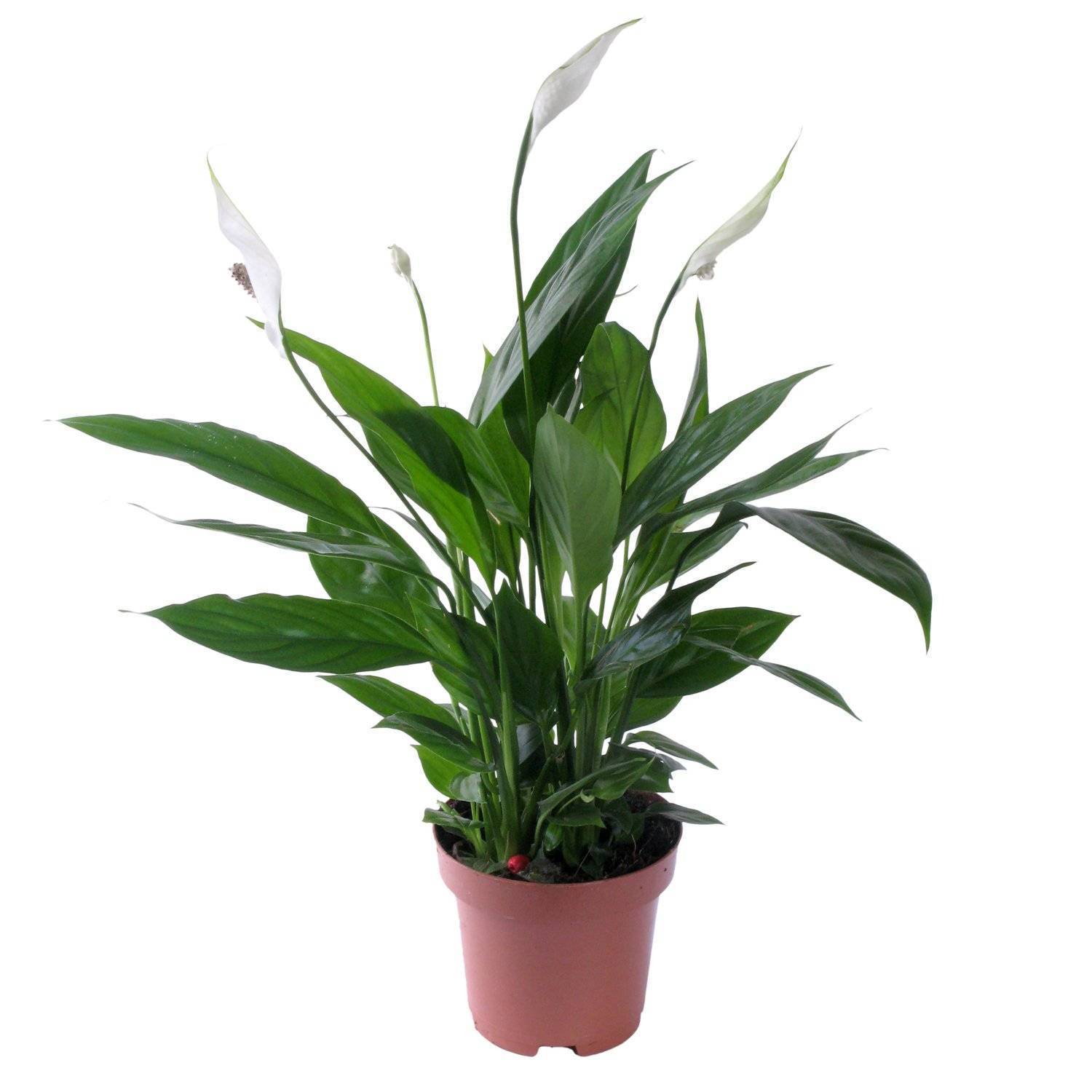 Спатифиллум (Spathiphyllum) – уход, фото, виды