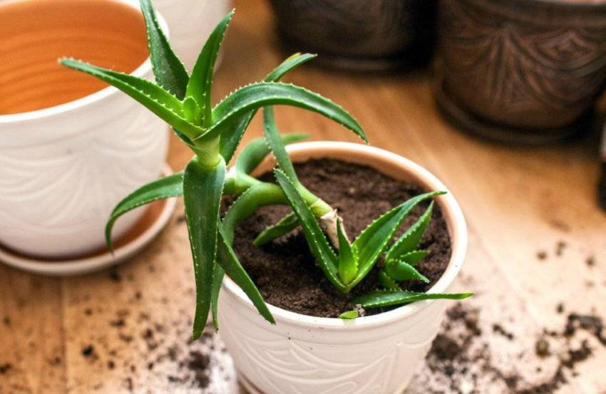 Как ухаживать за алоэ в домашних условиях: правильный полив и пересадка