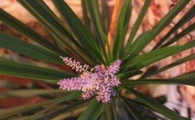Кордилина (Cordyline) – уход, фото, виды
