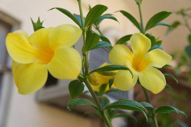 Алламанда (Allamanda) – уход, фото, виды