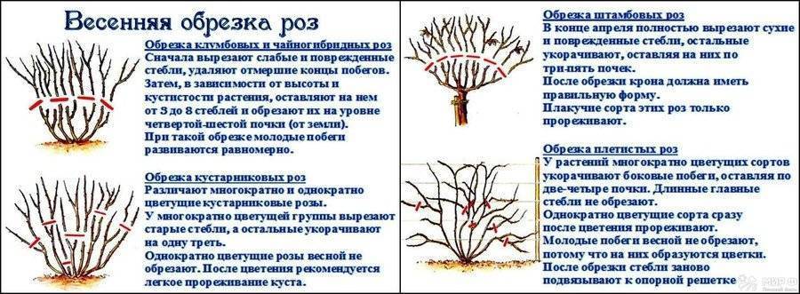 Обрезка роз осенью: плетистые, флорибунда, чайно-гибридные, парковые и др.