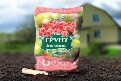 Как вырастить бегонию в домашних условиях: посадка, уход, подкормка