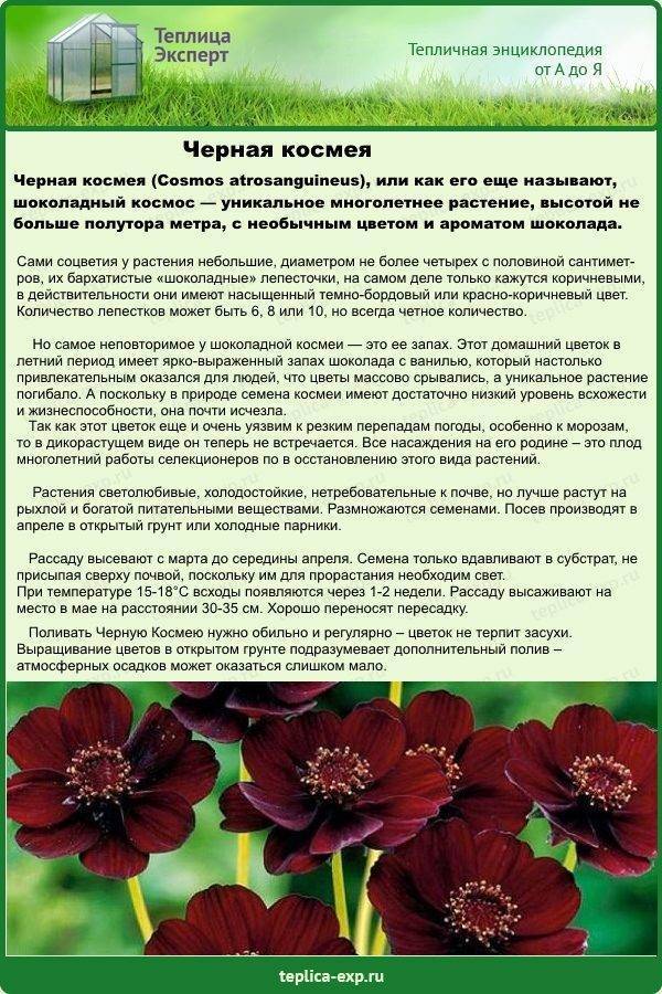 Космея: выращивание из семян, когда сажать, уход, фото